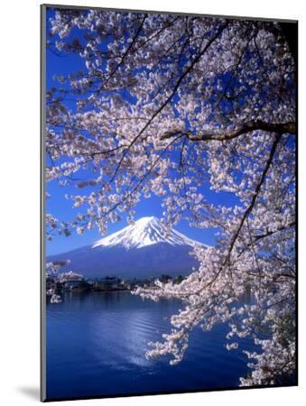 Cherry Blossoms and Mt. Fuji - Wood-Mounted Wall Art Print, 12x16