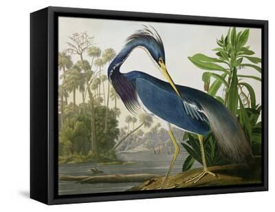 Louisiana Heron from "Birds of America" - Black Framed Canvas Print Wall Art, 16x12