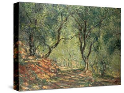 Olive Grove in the Moreno Garden, 1884 - Canvas Print Wall Art, 16x12