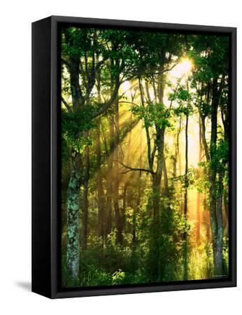 Sunbeams Through the Trees - Black Framed Canvas Print Wall Art, 12x16